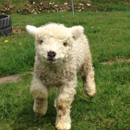 Rivendell Farm By Wigwam Holidays Carmarthen Luaran gambar