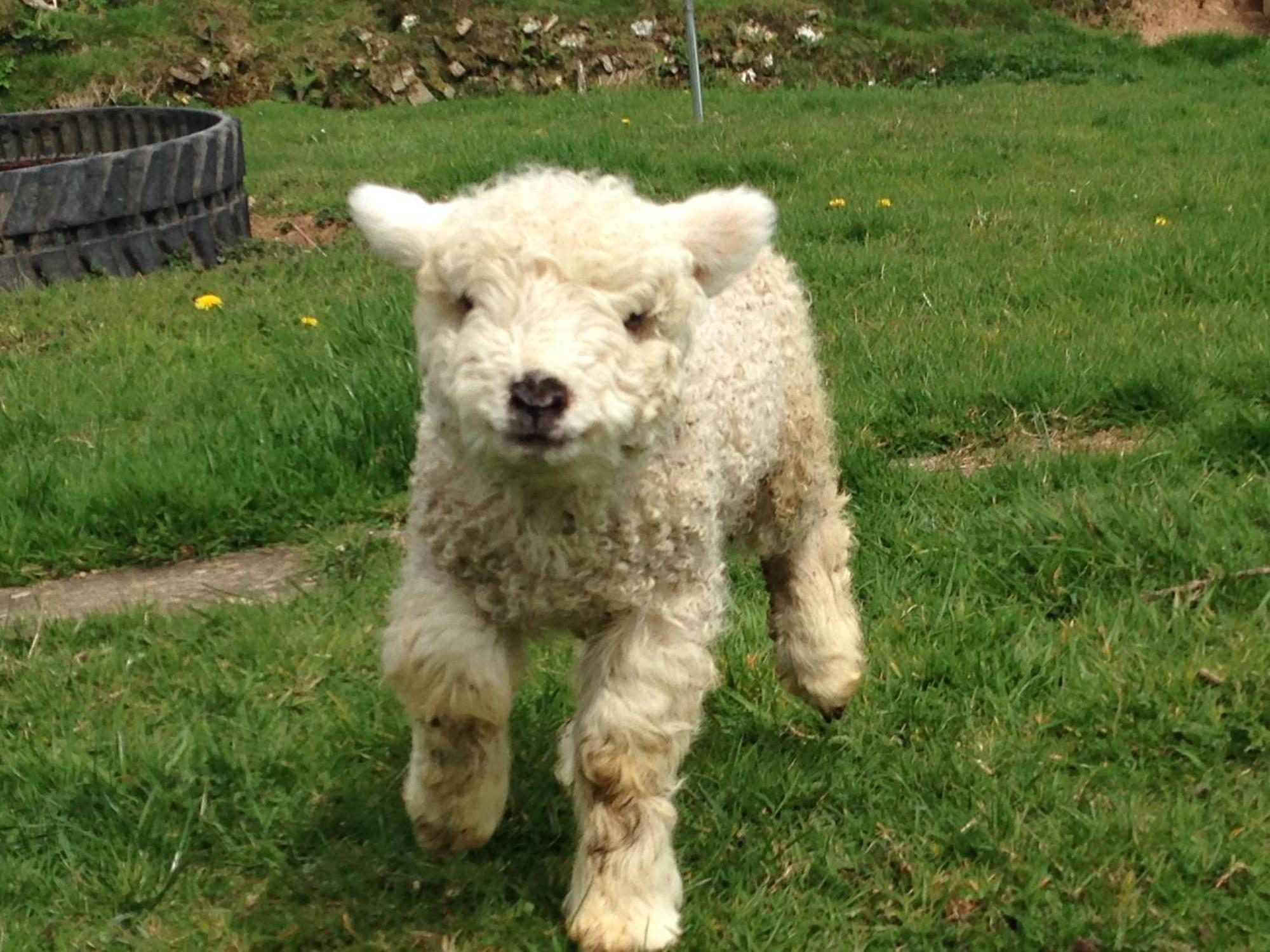 Rivendell Farm By Wigwam Holidays Carmarthen Luaran gambar